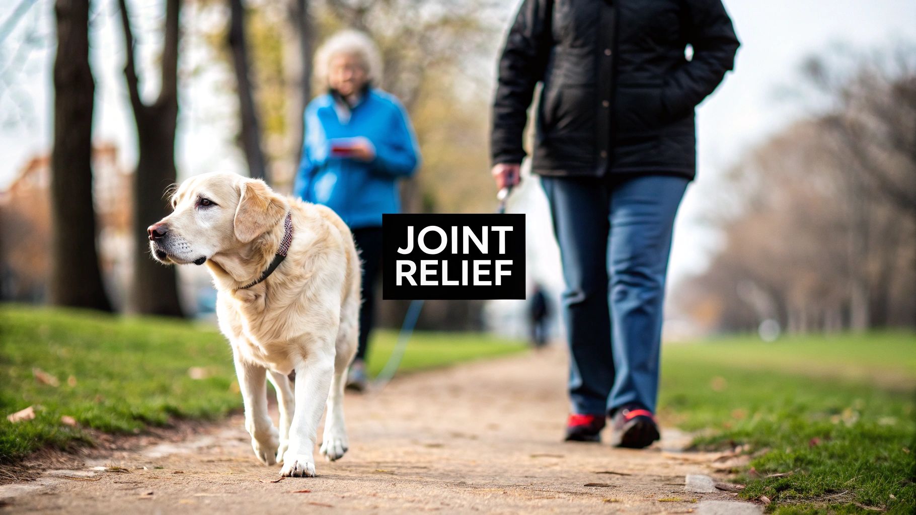 A happy golden retriever running through a grassy field, showcasing good mobility and joint health.
