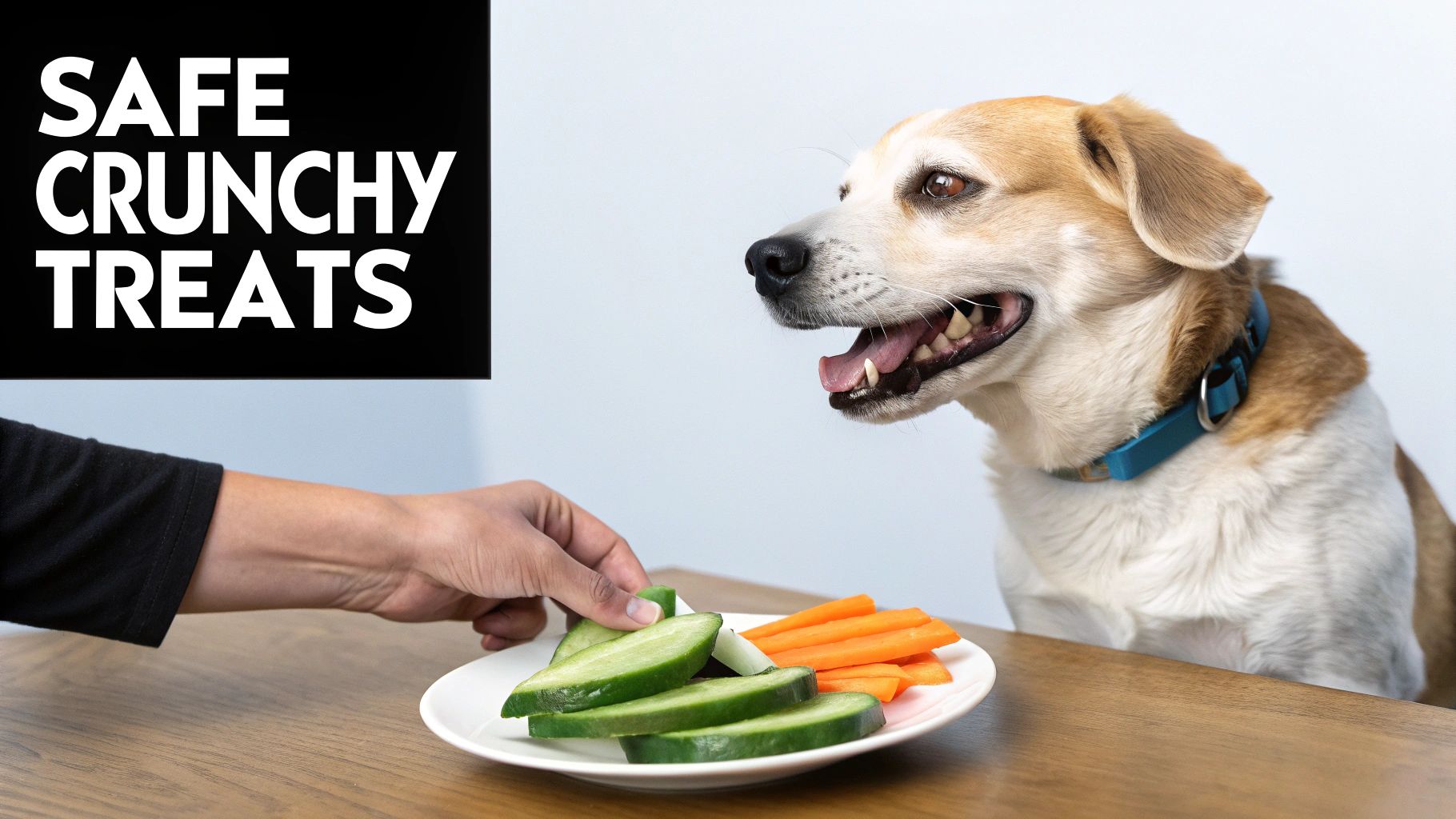 A happy dog looks eagerly at a plate of safe crunchy treats, including cucumber slices and carrots, offered by a human.