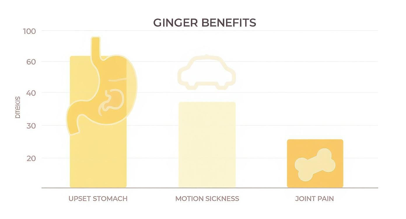 Bar chart showing ginger benefits for dogs: upset stomach, motion sickness, and joint pain relief