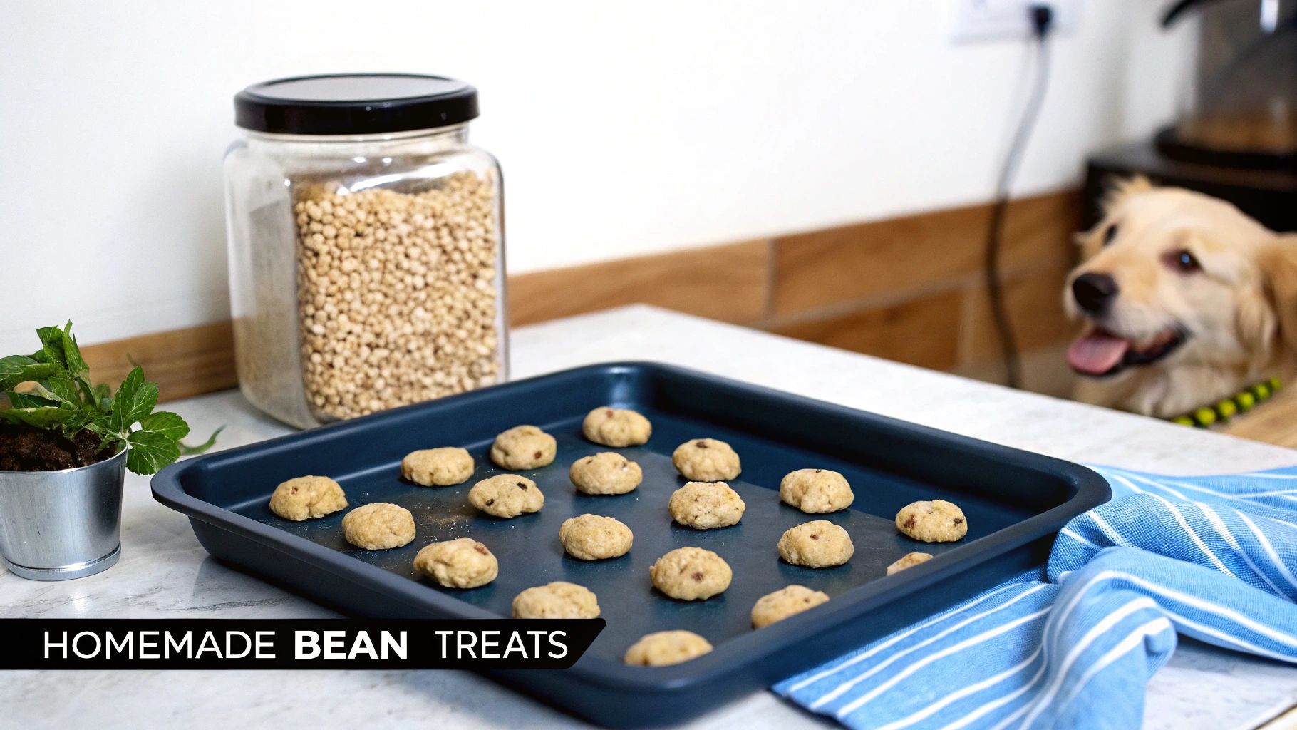 A golden retriever eagerly watches a tray of homemade bean treats, with a jar of beans nearby on the counter.