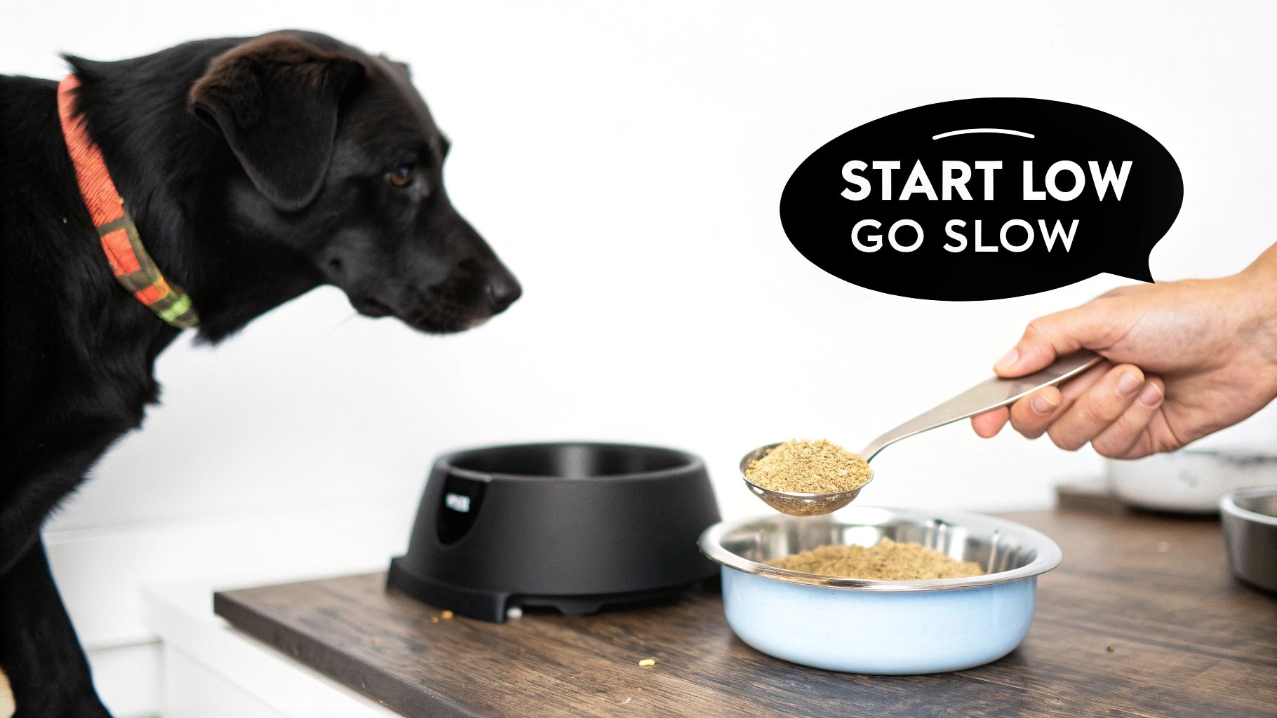 A person carefully mixing a powdered dog digestive supplement into their dog's food bowl.