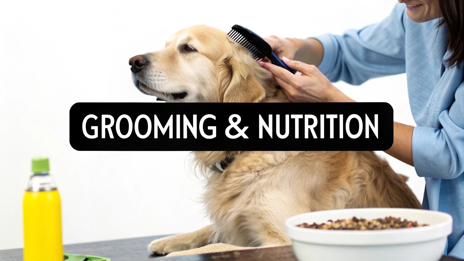 A golden retriever dog being brushed by a person, with dog food and supplements nearby, highlighting grooming and nutrition.