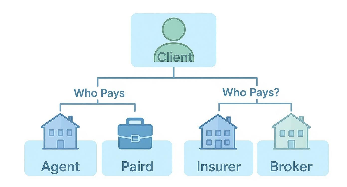 Infographic about difference between agent and broker in insurance
