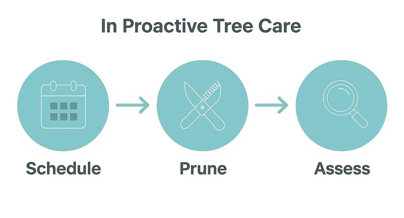 An infographic illustrating three steps of proactive tree care: schedule, prune, and assess.