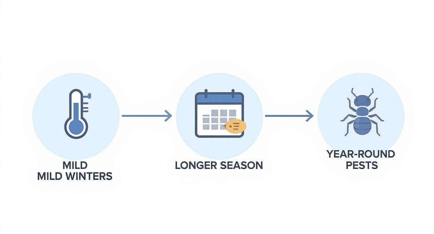 Infographic about milder winters, busier pests: what santa cruz homeowners should know this year
