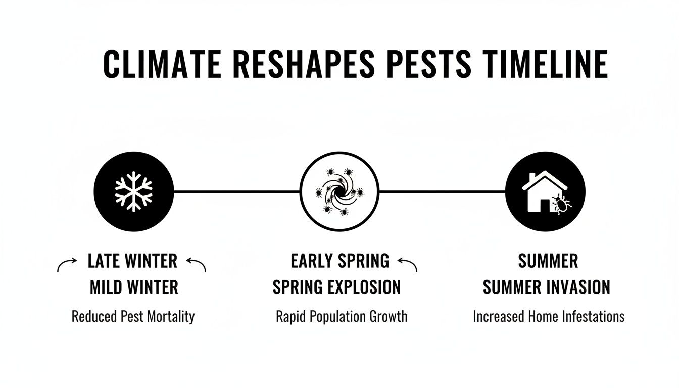 Infographic timeline explaining how climate changes reshape pest populations and home infestations.