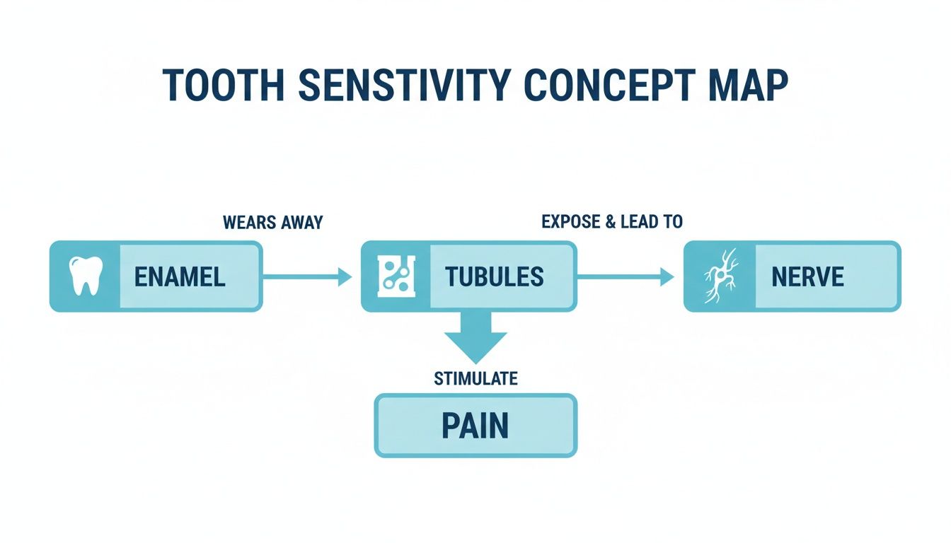 Flowchart illustrating tooth sensitivity process: enamel wears, exposing tubules that stimulate nerves, causing pain.