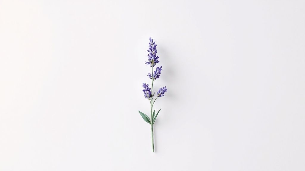 Lavender (Lavandula species)