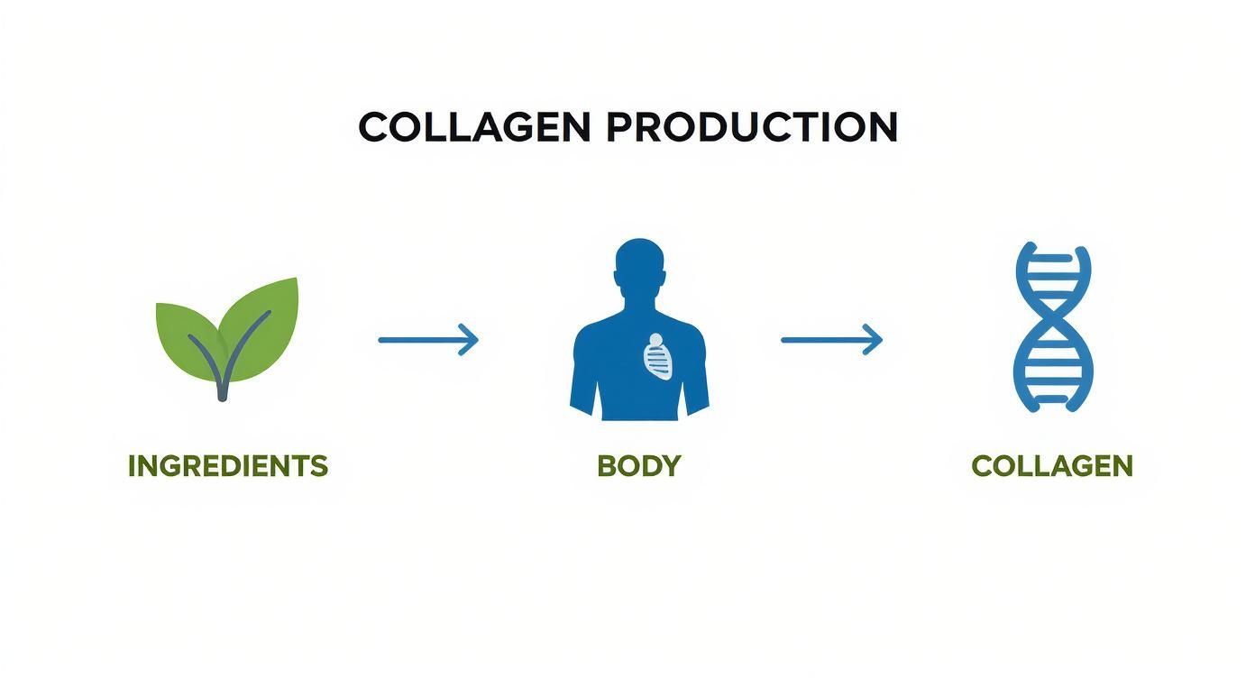 Diagram illustrating collagen production: ingredients (leaves) are processed by the body to create collagen (DNA helix).