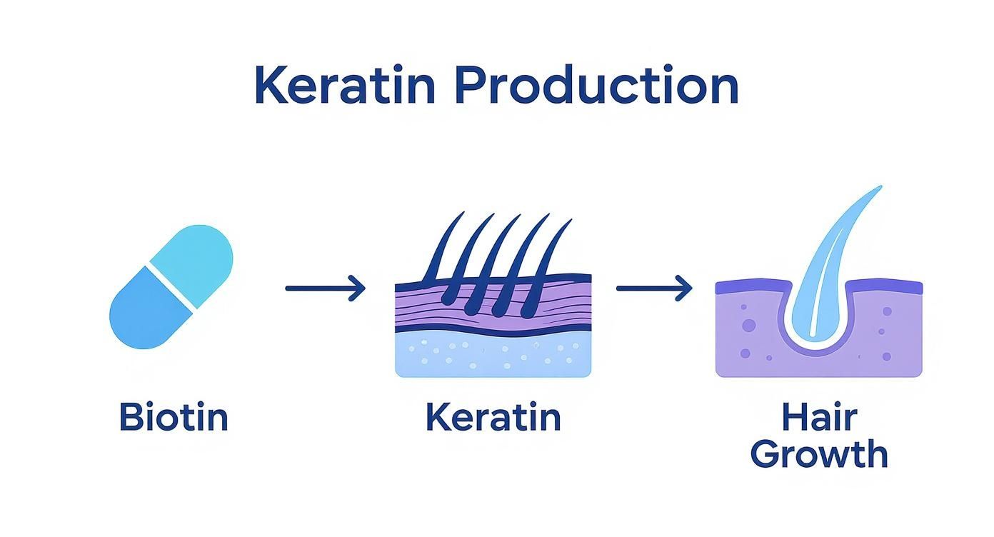 Infographic about biotin for hair growth results