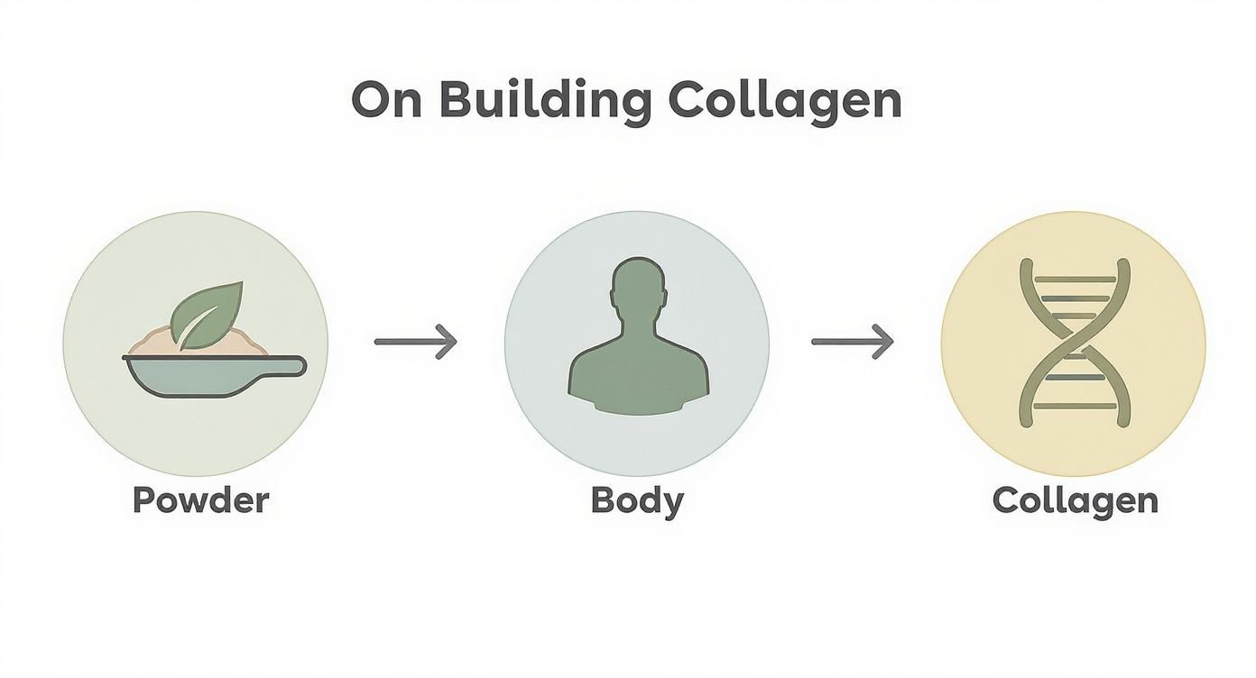Diagram showing collagen synthesis process from plant-based powder through body to DNA collagen production