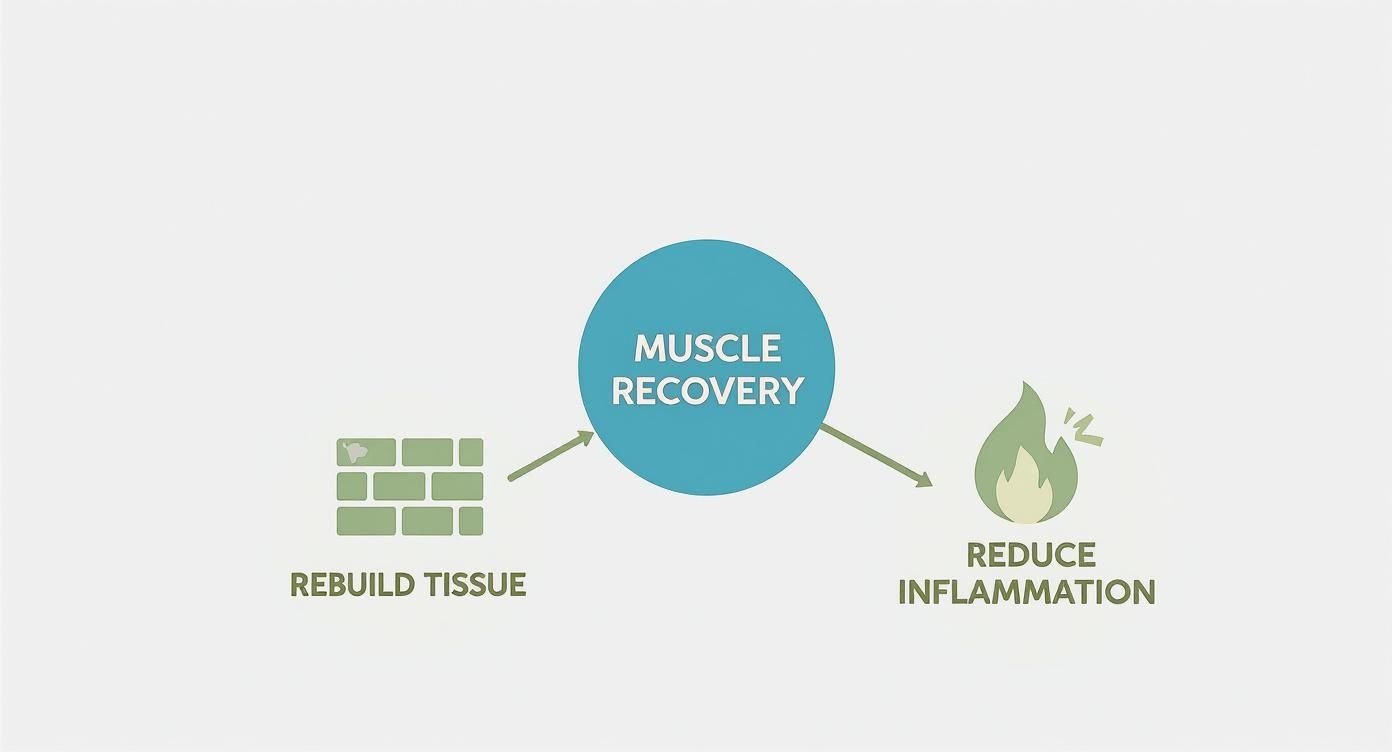 Infographic about amino acids for muscle recovery
