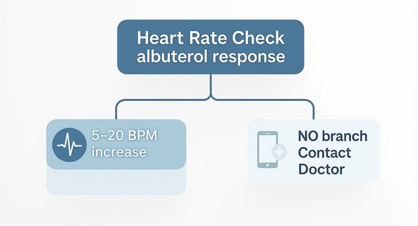 Infographic decision tree showing a normal albuterol heart rate response versus when to contact a doctor.