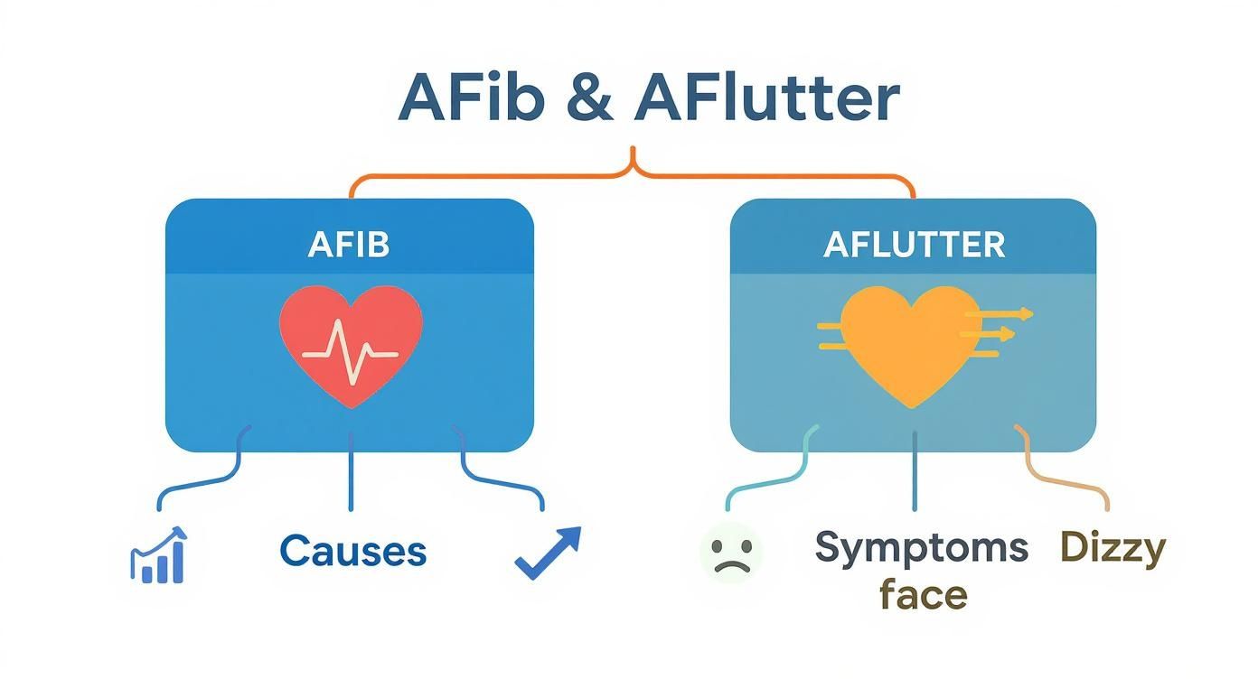 Infographic about afib and aflutter