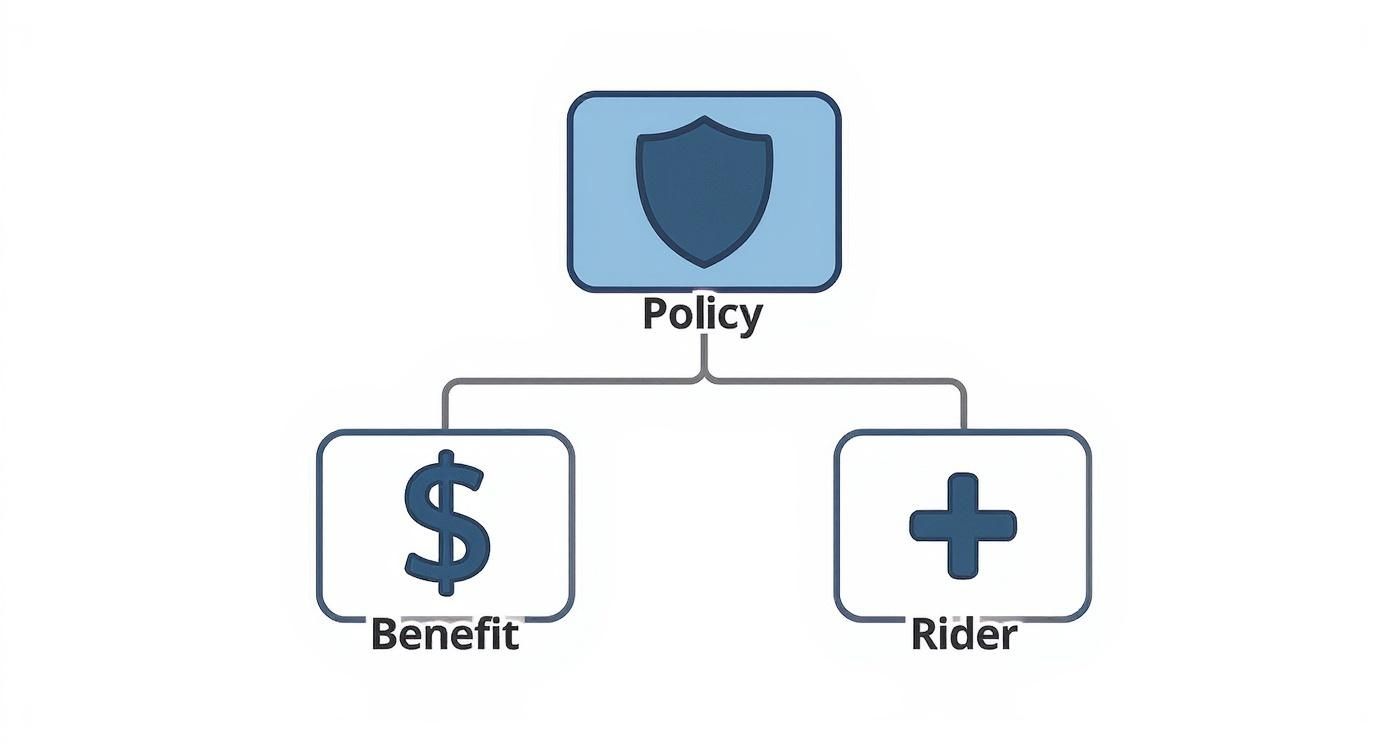 Infographic about what is a rider on life insurance