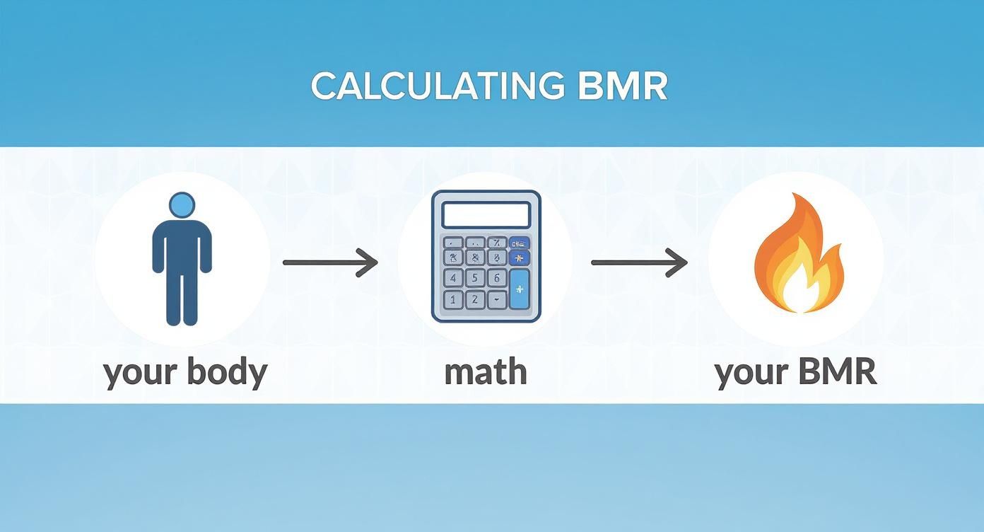 Infographic showing BMR calculation process from body measurements through mathematical formula to metabolic rate result