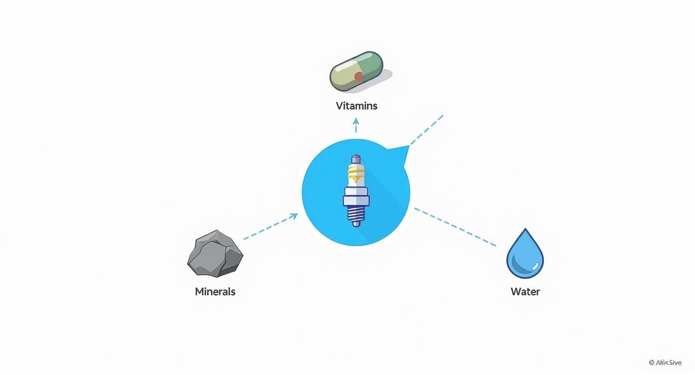 Infographic about what is a balanced diet