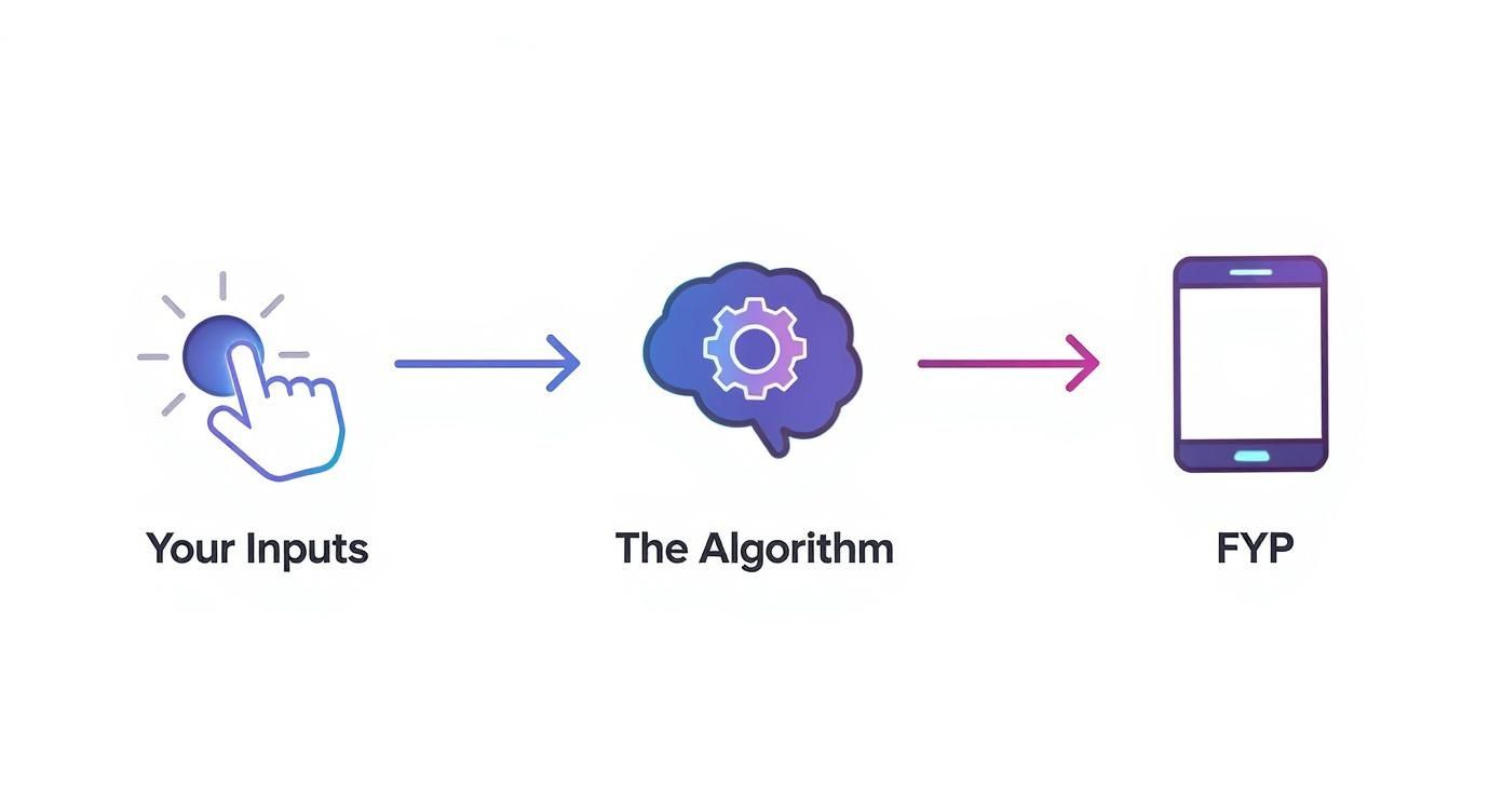 Infographic about tiktok algorithm explained