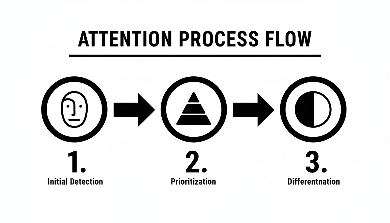 A three-step diagram illustrates the attention process flow: Initial Detection, Prioritization, and Differentiation.