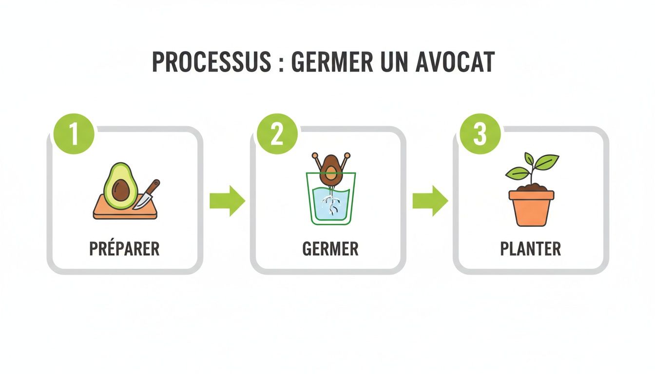 Un guide visuel en trois étapes pour faire germer un avocat : préparation, germination de la graine et plantation.