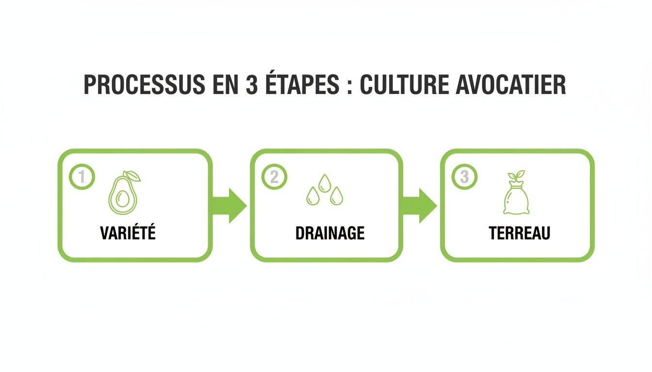 Infographie montrant le processus en 3 étapes pour la culture d'un avocatier : variété, drainage et terreau.