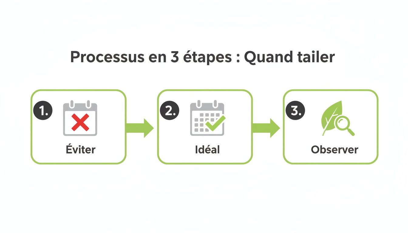 Processus visuel en 3 étapes indiquant quand éviter de tailler, le moment idéal et l'importance d'observer.