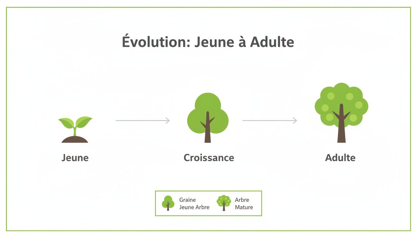 Illustration de l'évolution d'une plante de jeune pousse à un arbre adulte, montrant trois étapes de croissance.