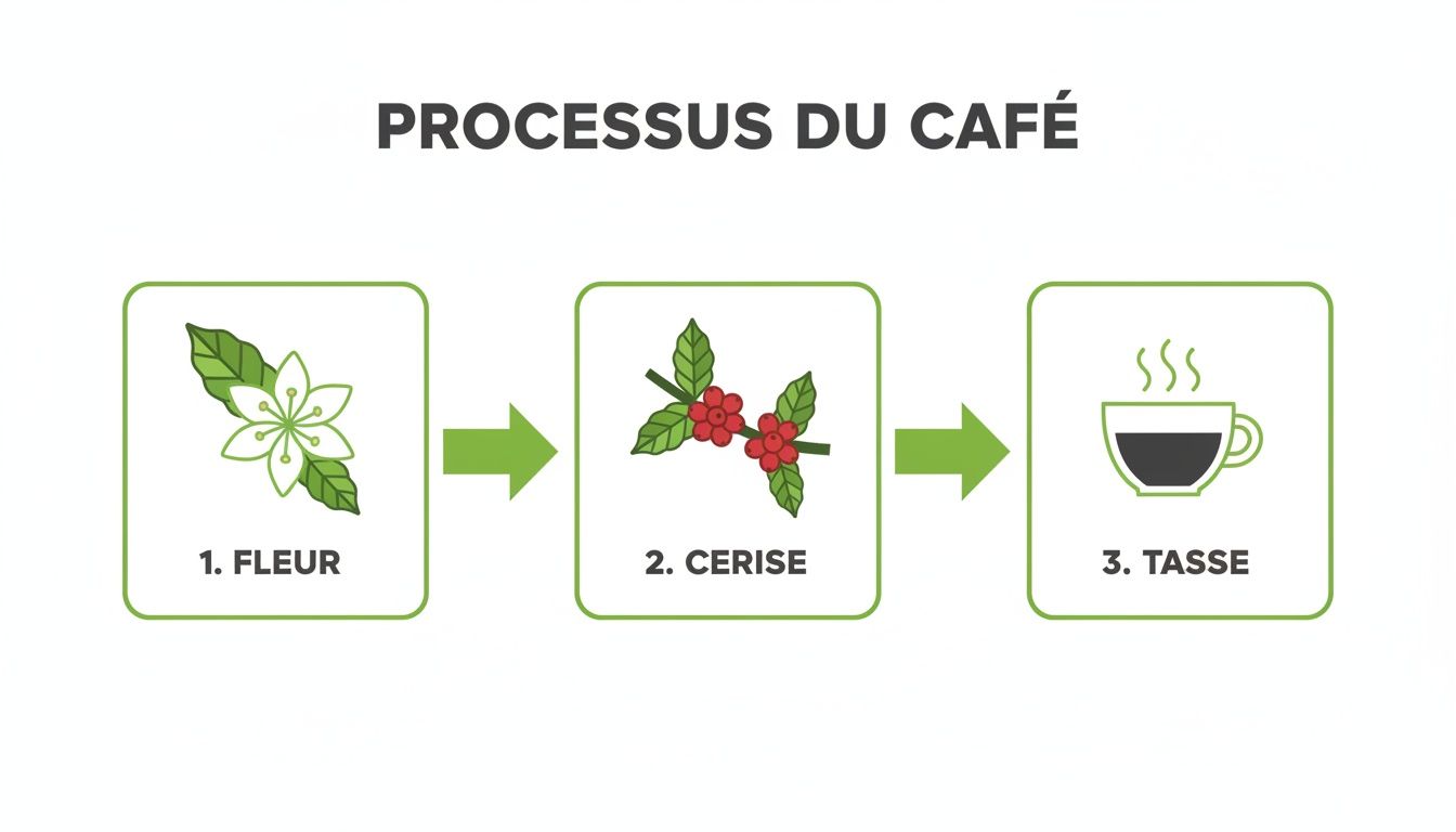 Diagramme montrant les étapes de transformation du café, de la fleur à la cerise et enfin à la tasse de café fumante.