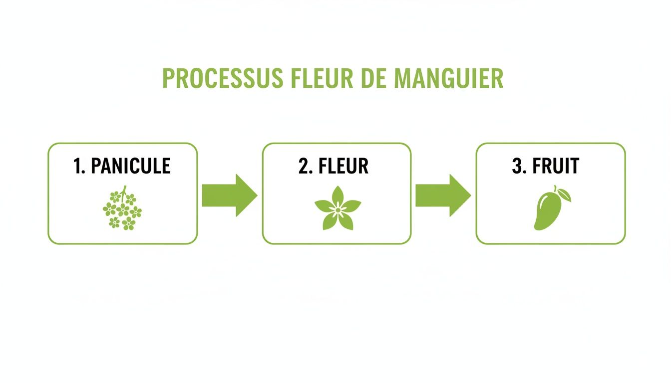 Diagramme illustrant le processus de développement de la fleur de manguier en fruit, de la panicule à la mangue mûre.
