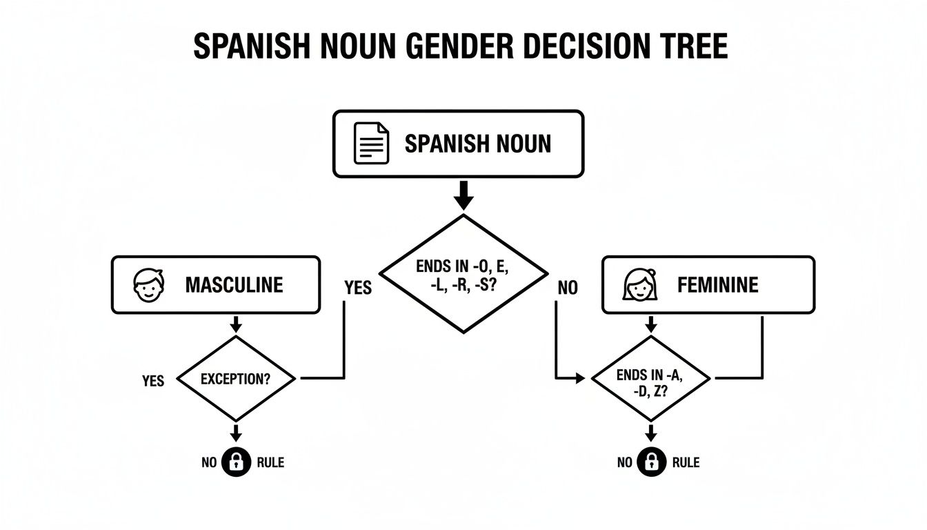 Flowchart showing a Spanish noun gender decision tree with rules for masculine and feminine nouns.