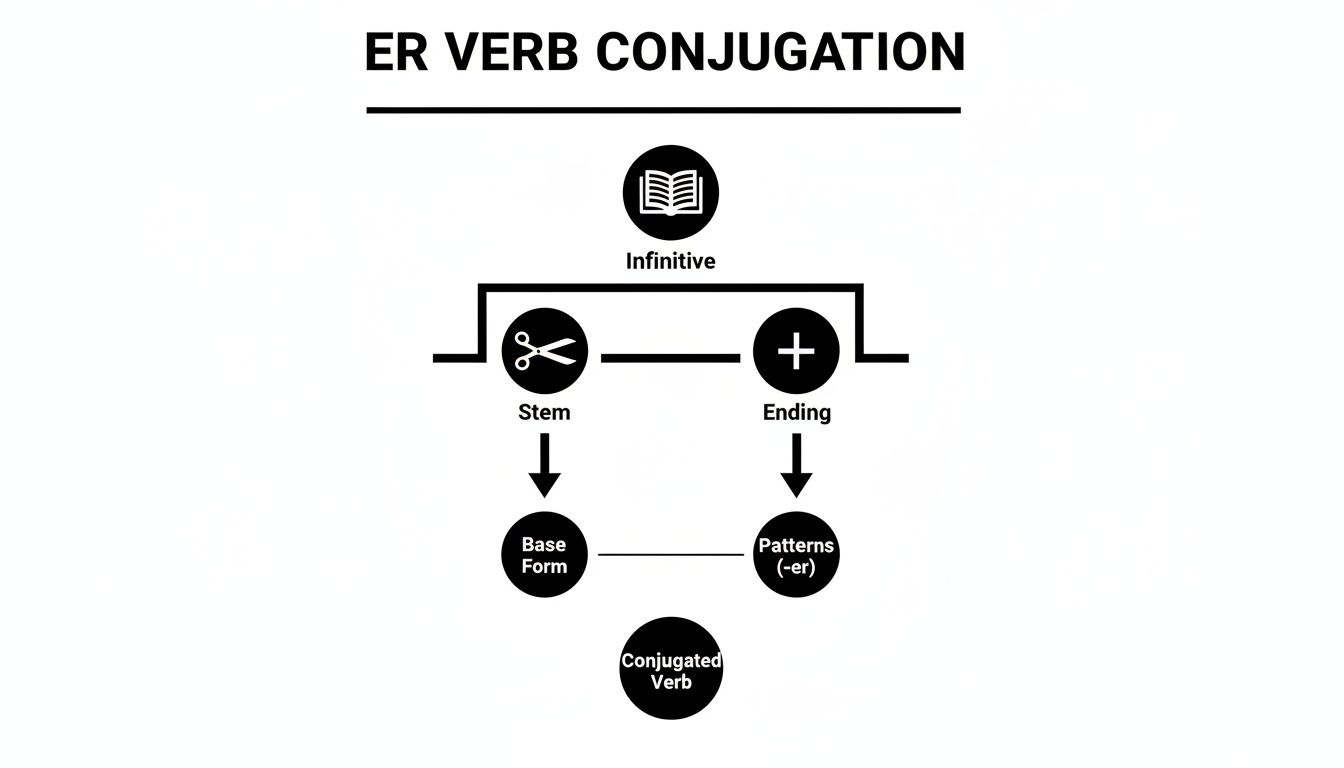 Flowchart illustrating the process of ER verb conjugation from infinitive to conjugated verb.
