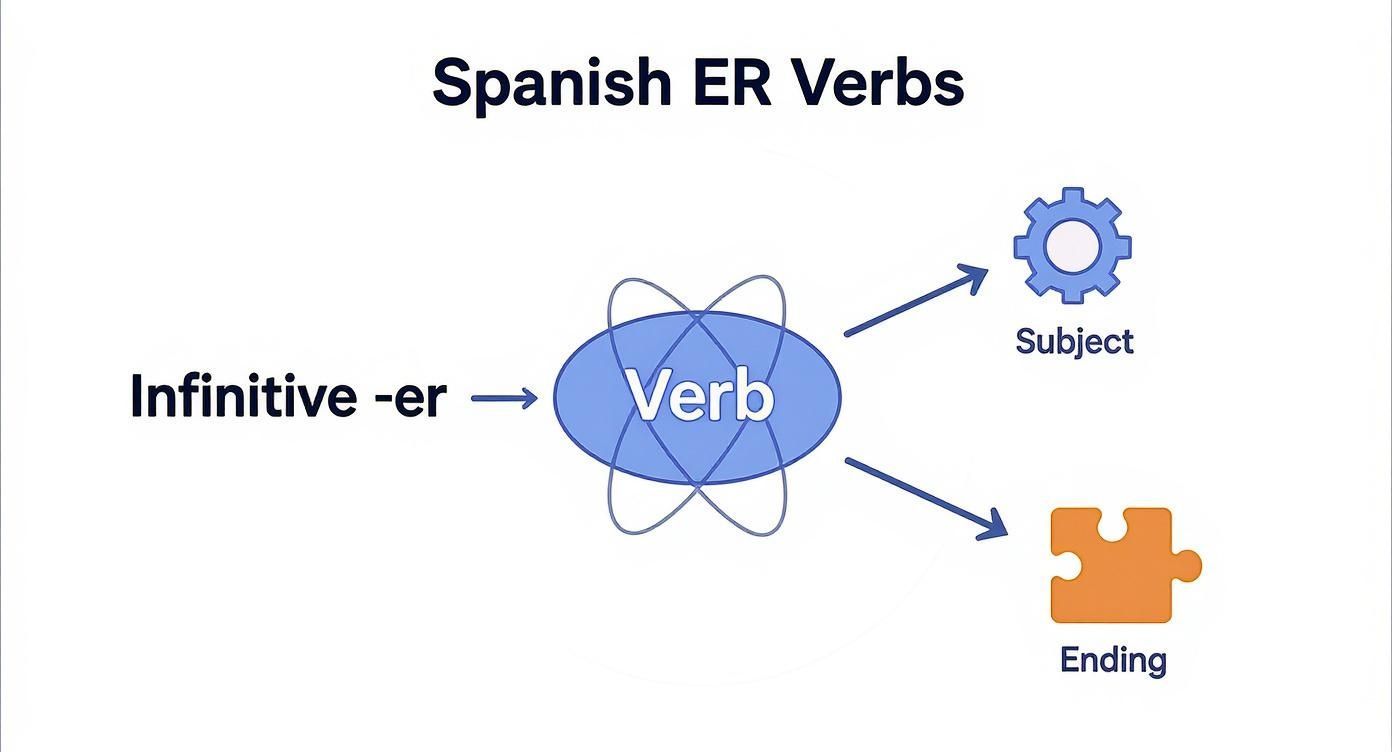 Diagram illustrating the conjugation of Spanish ER verbs, showing infinitive -er leading to verb, subject, and ending.