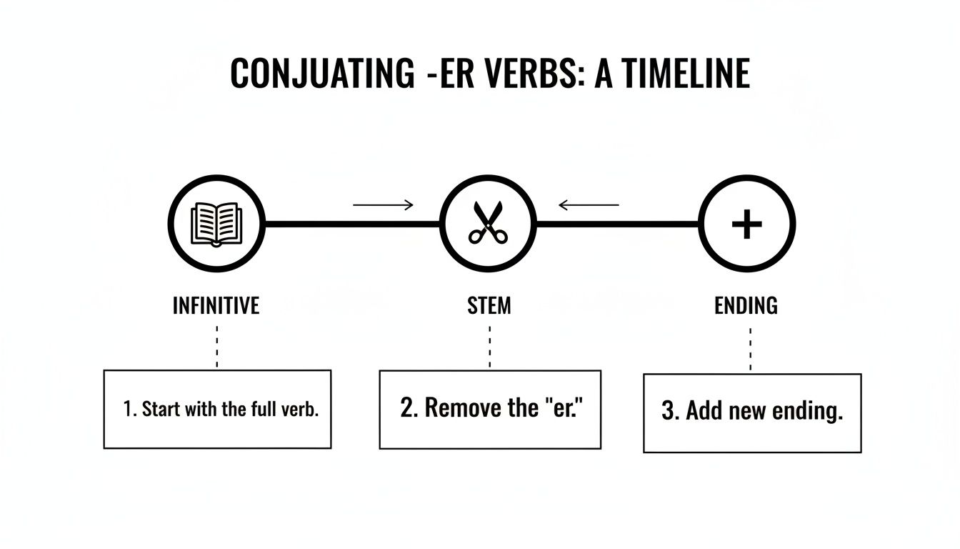 Timeline infographic showing three steps to conjugate -ER verbs: infinitive, stem, and adding a new ending.