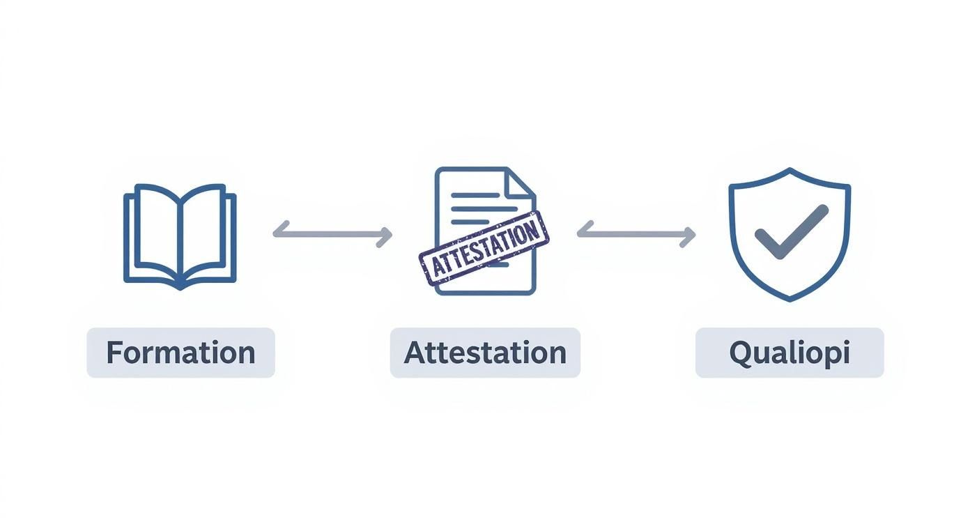 Infographique montrant le processus de la formation à la validation Qualiopi en passant par l'attestation