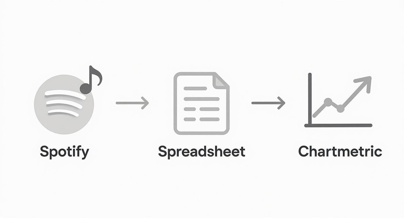 Infographic about spotify monthly listeners over time
