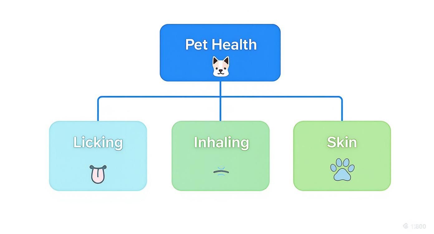 An infographic showing that a pet's health is impacted by licking, inhaling, and skin contact with floor surfaces.