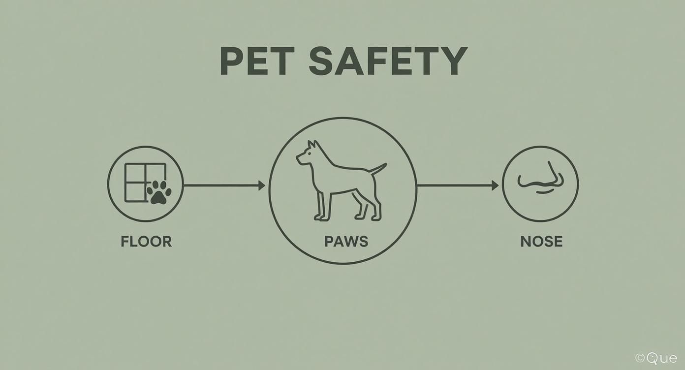 Infographic about pet safe cleaning products