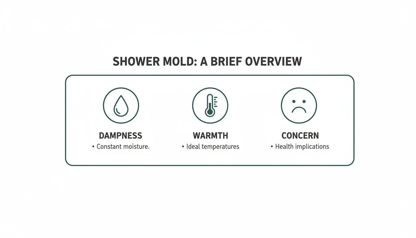 Infographic outlining shower mold's causes (dampness, warmth) and implications (health concerns).