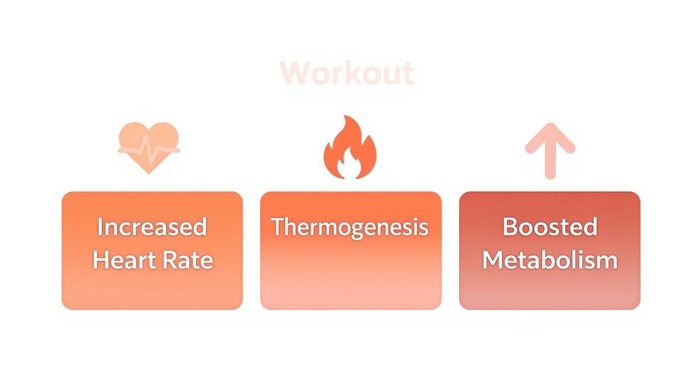 Infographic illustrating the effects of a workout: increased heart rate, thermogenesis, and boosted metabolism.