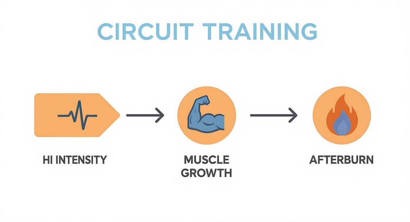 Infographic about circuit training for fat loss