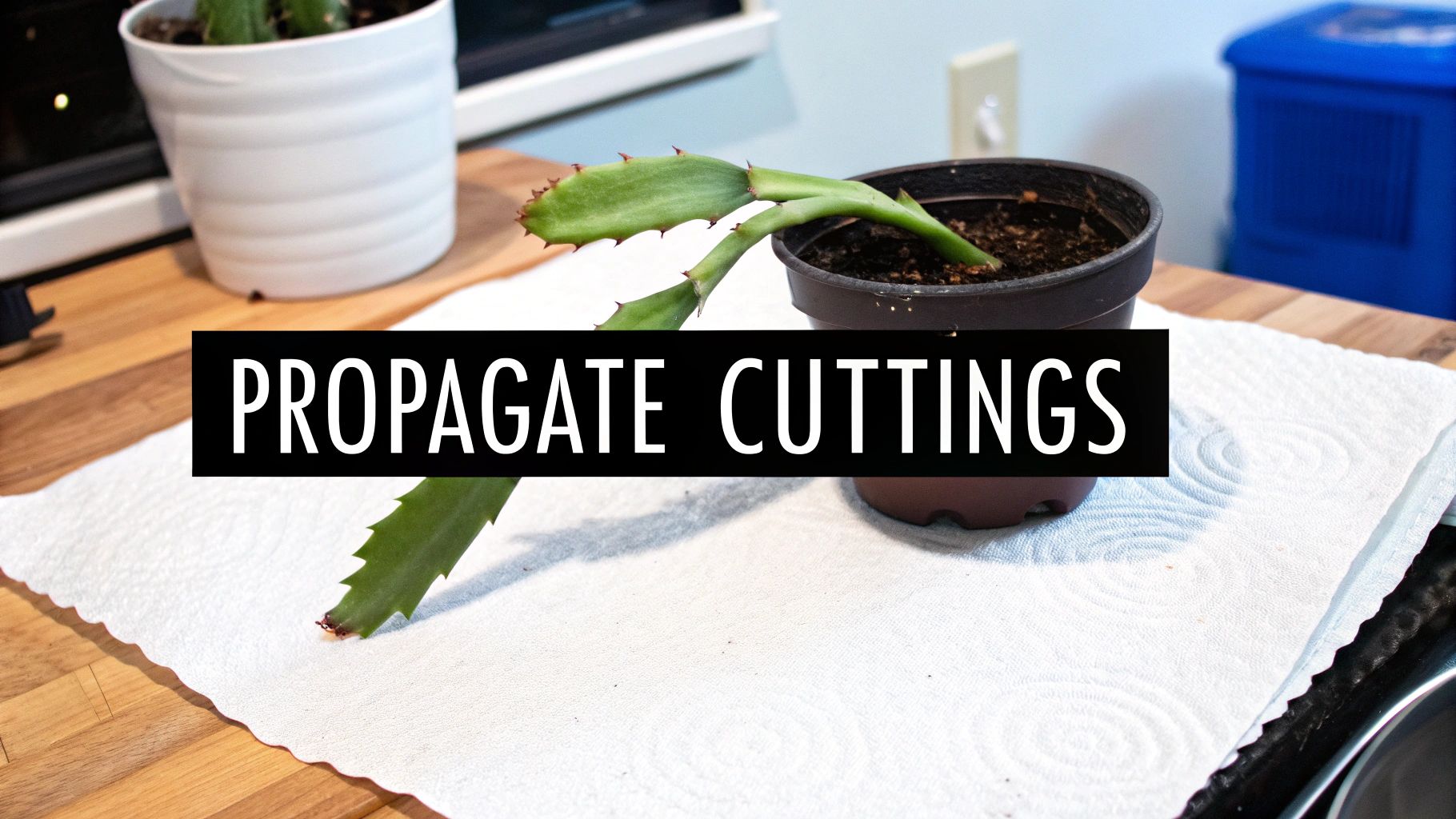 A Christmas cactus cutting prepared for propagation, resting on a paper towel next to a plant pot.