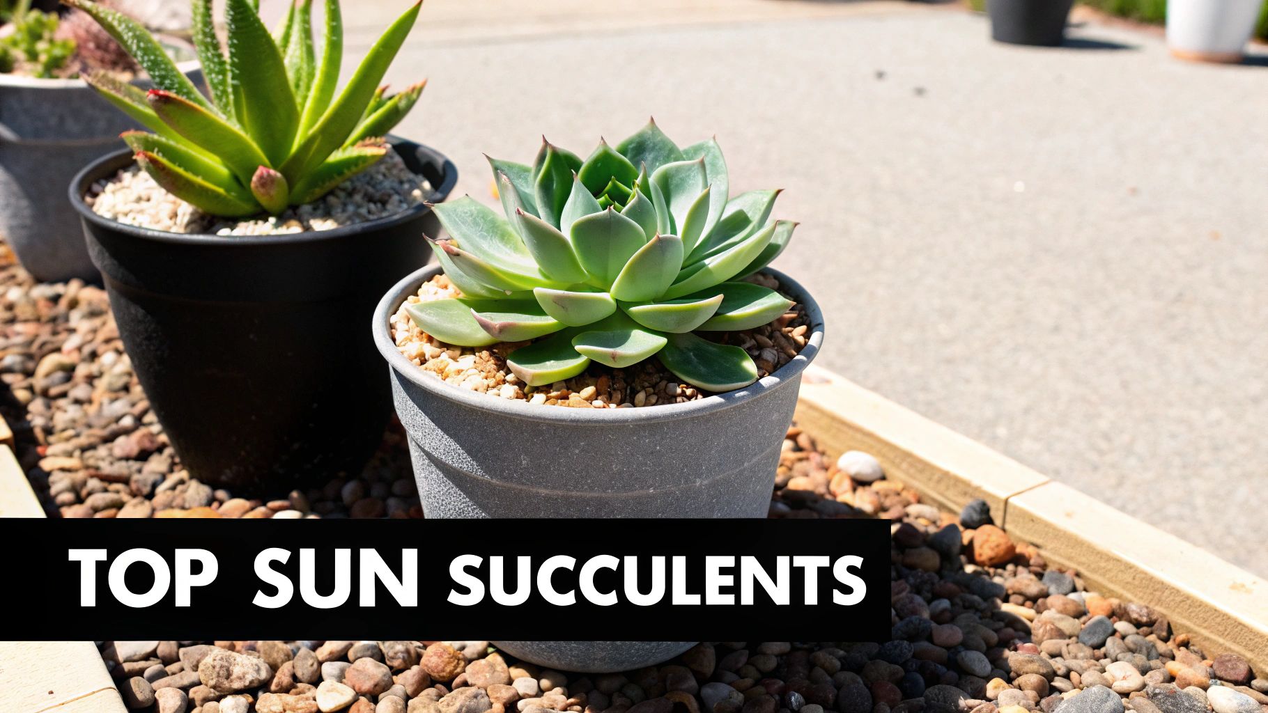 Two potted green succulents, a spiky aloe and a rosette Echeveria, thriving in bright outdoor sunlight.