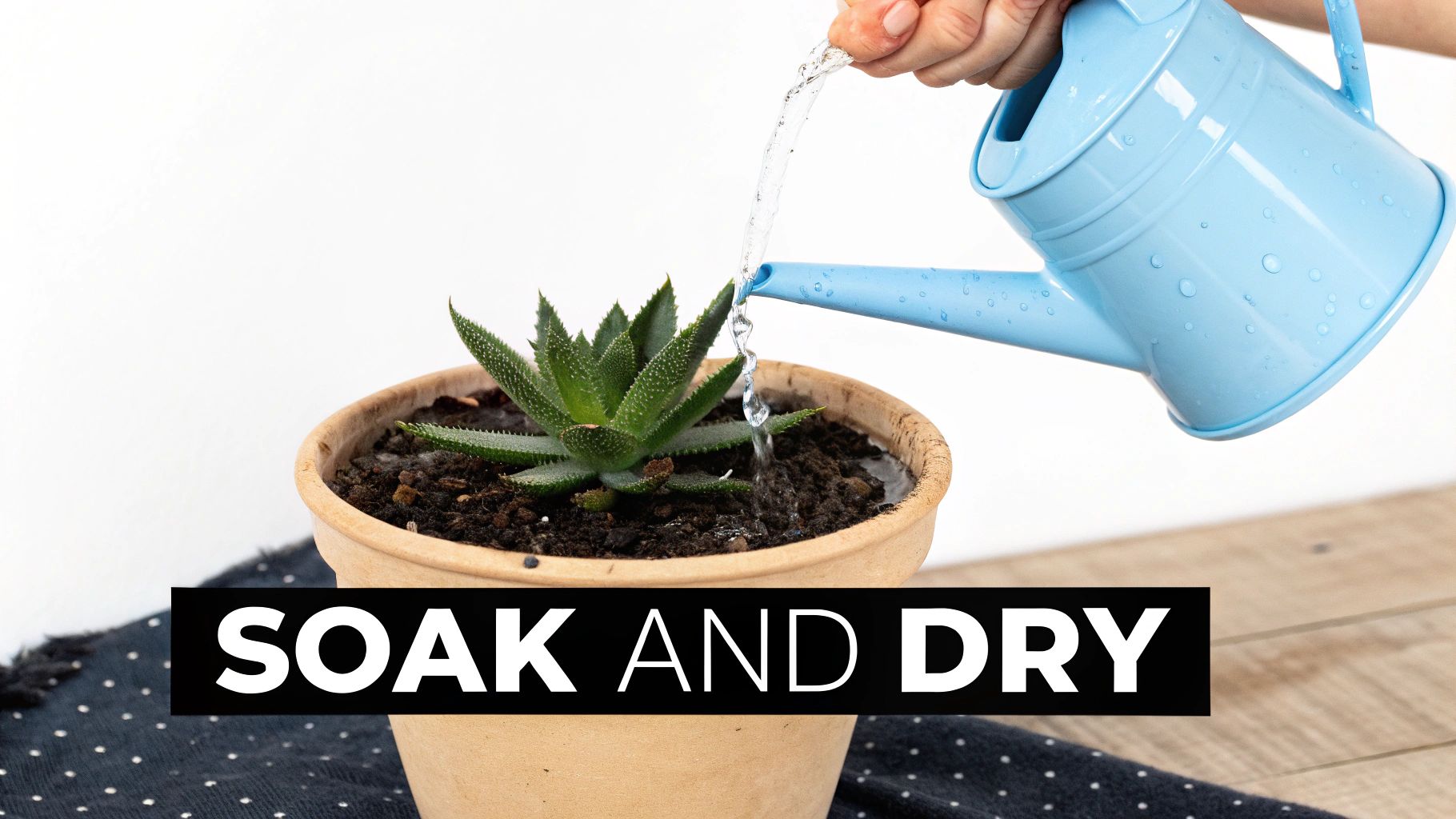 A collection of succulents in terracotta pots with gritty soil