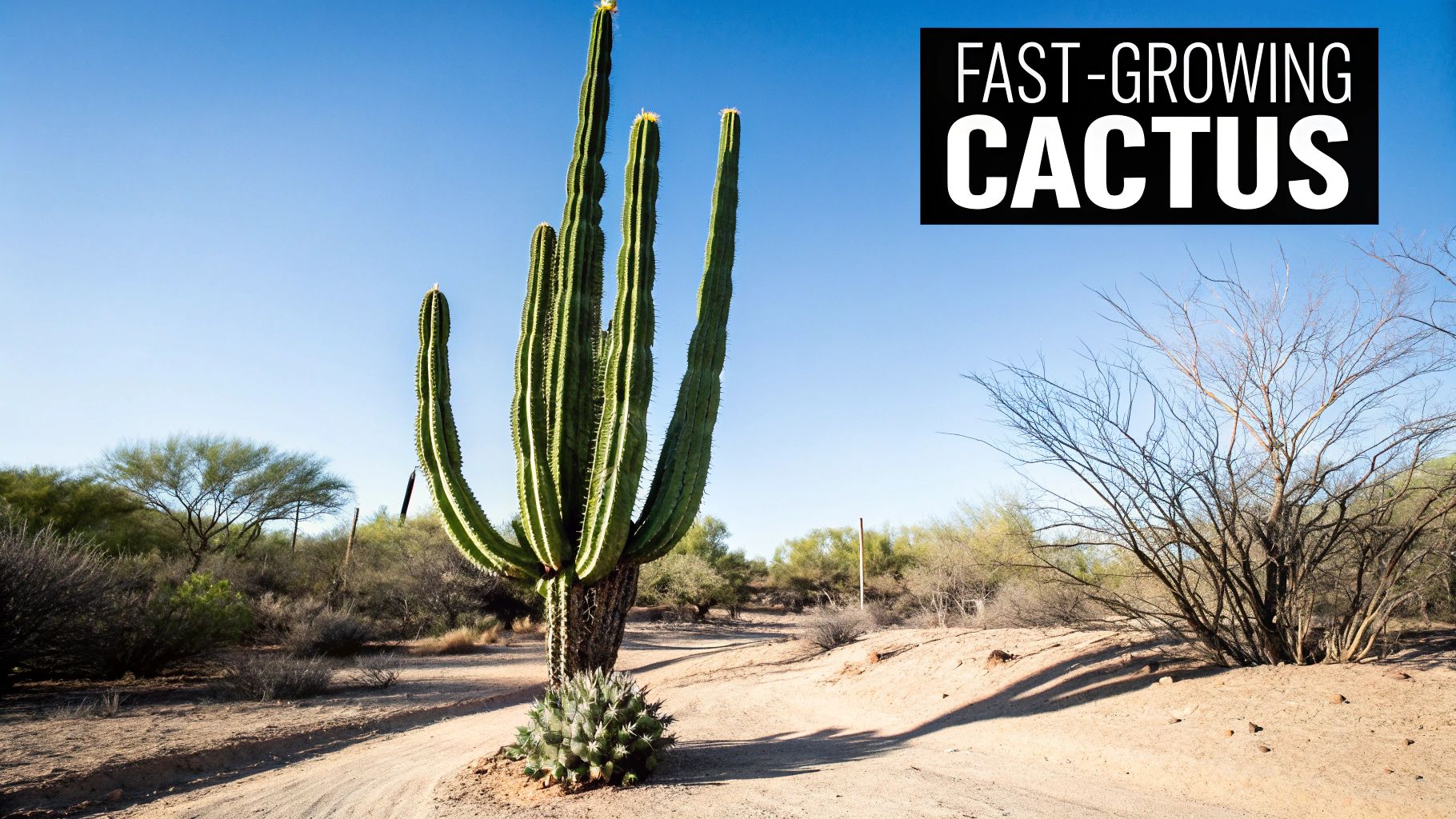 A tall, multi-branched green cactus dominates a sunny desert landscape with a dirt path.