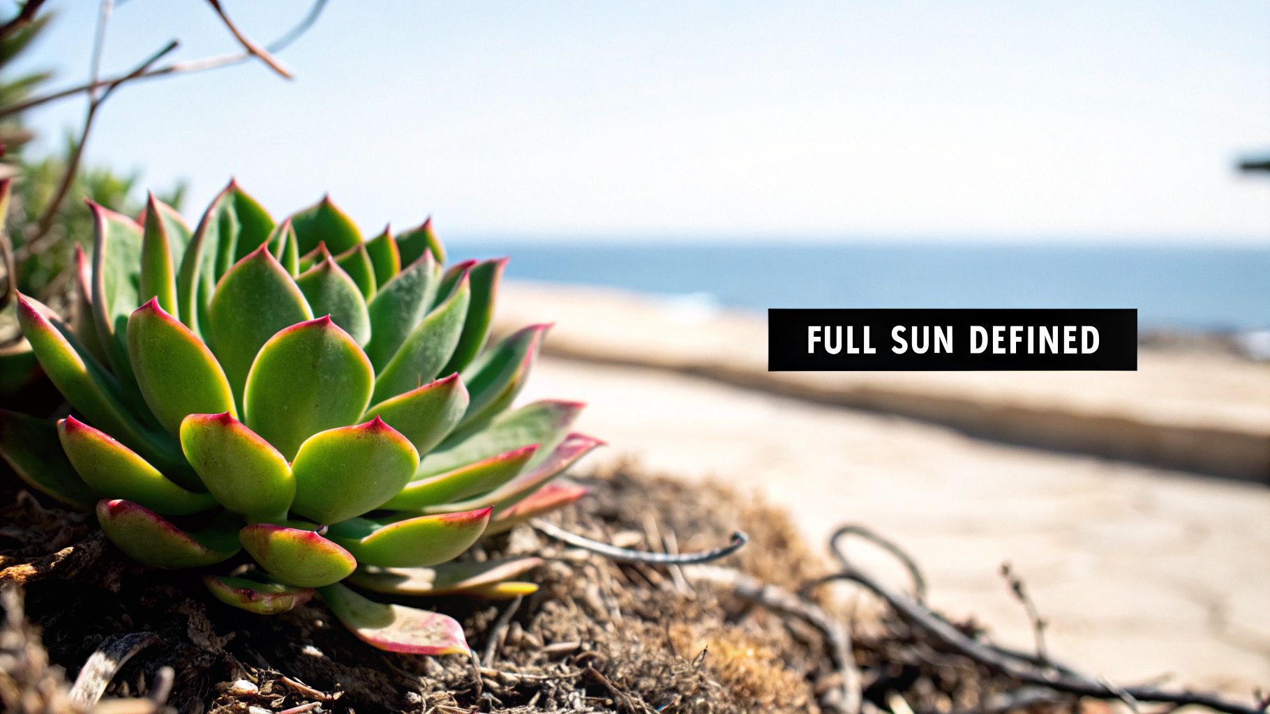 A vibrant green and red-tipped succulent plant thriving in full sun near a sandy beach.
