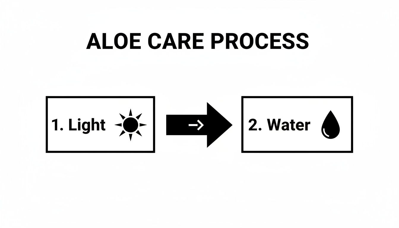 An infographic illustrating the aloe vera care process, emphasizing light and water requirements.