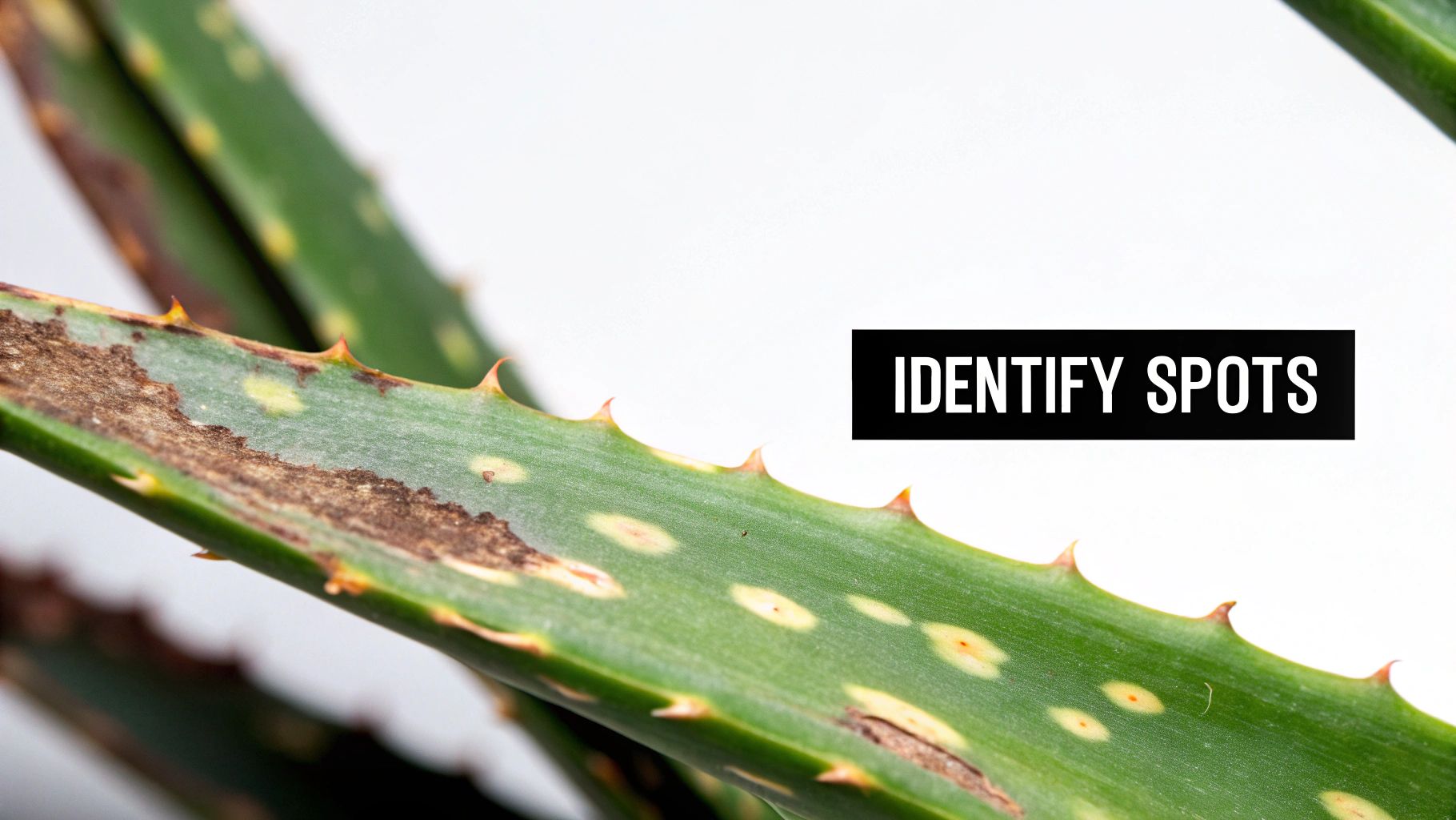 An aloe vera plant with brown spots on its leaves, indicating a potential issue with overwatering.