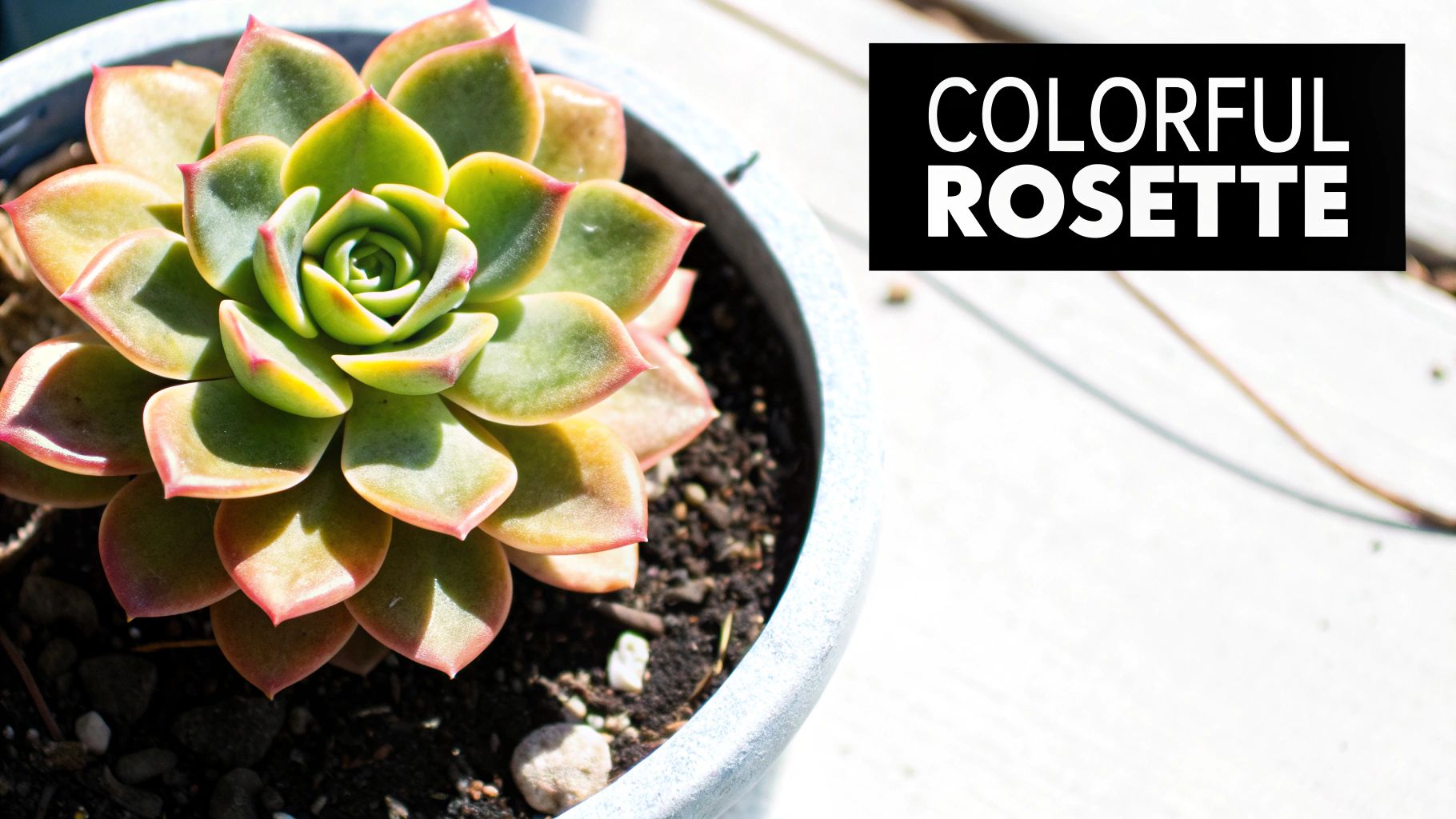 A vibrant succulent plant with green and pink-tipped leaves forms a beautiful, colorful rosette in a pot.