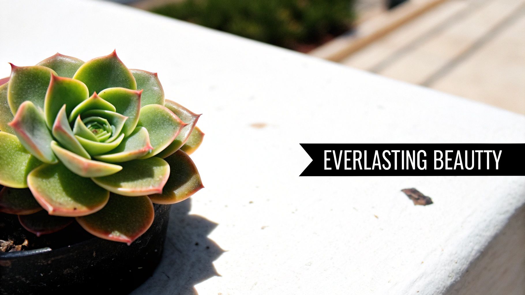 A vibrant green succulent plant in a pot on a white surface, with 'EVERLASTING BEAUTTY' text.
