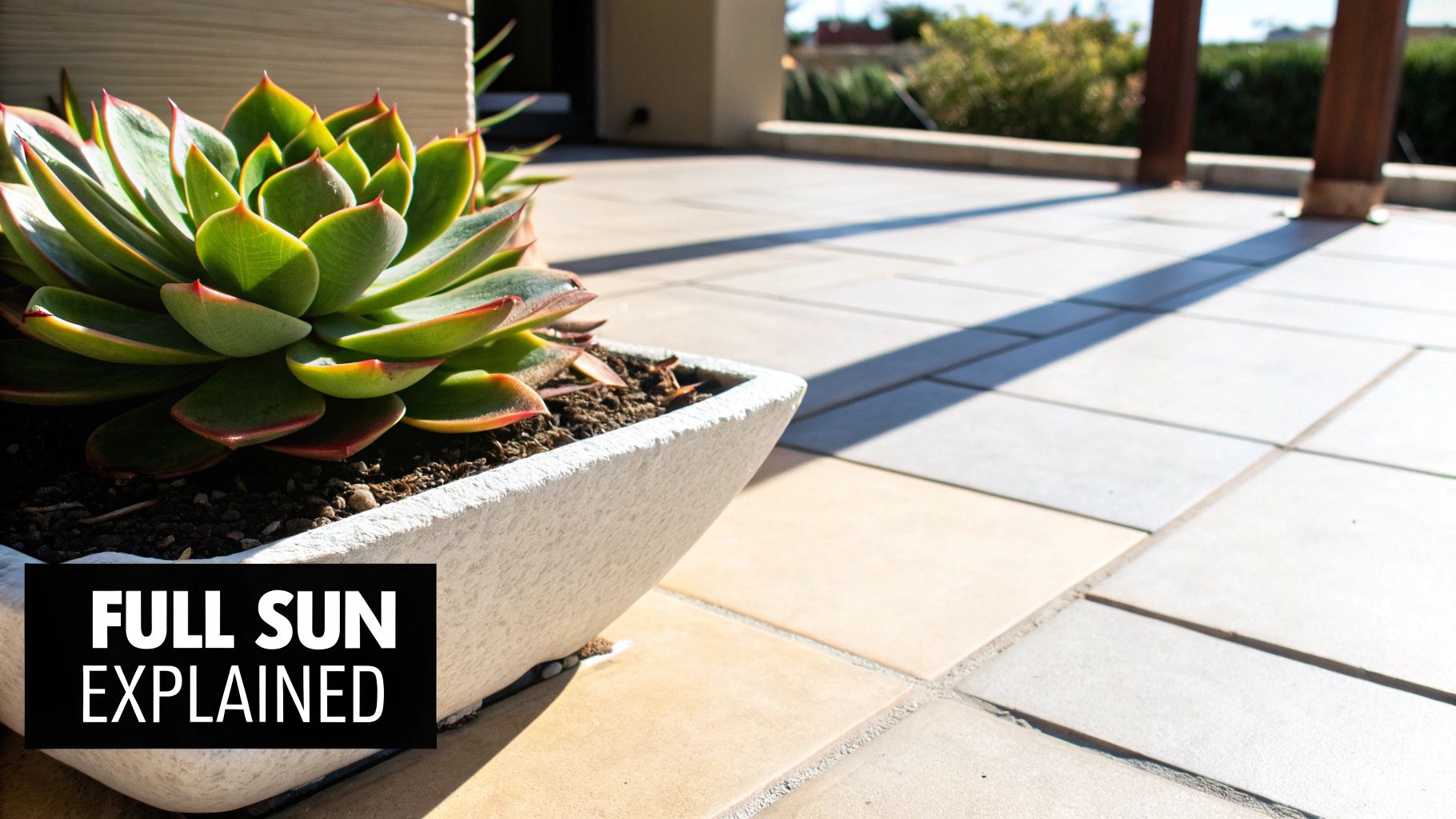 A vibrant green succulent plant in a white pot on a patio with sun and shadows.